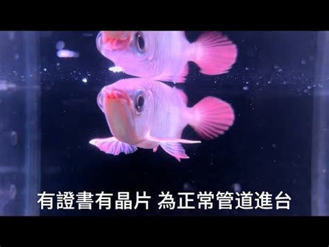 紅龍幼魚